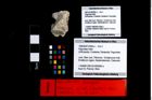 Foto (Objekt + Etikett) von Paguridae indet.  (NHMW-GEO-1990-0041-3306a)
